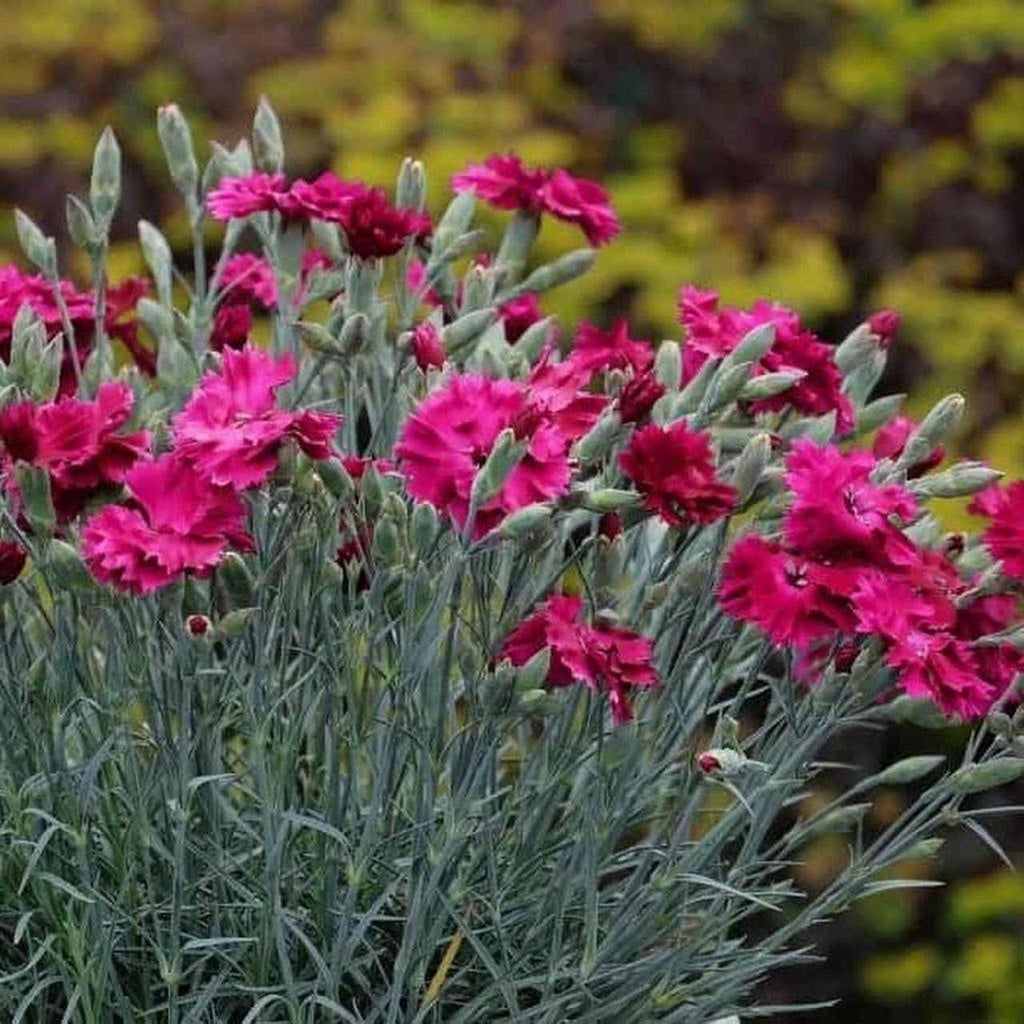 Garden Dianthus Pressed Flower Earrings – Handmade Resin Cabochon with Real Homegrown Flowers